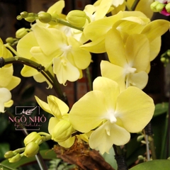 Chậu lan hồ điệp mini vàng mix trắng hồng