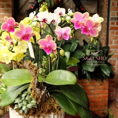 Chậu lan hồ điệp mini vàng mix trắng hồng