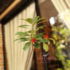 Cành Trái Thanh Mai