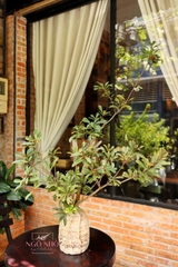 Cành Trái Thanh Mai