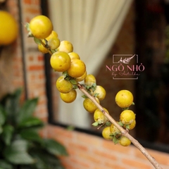 Cành trái hồng mini