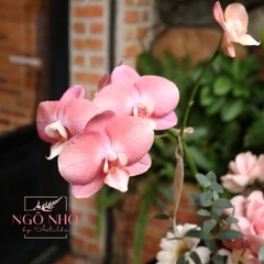 Bình hoa/cup hoa tông hồng pastel: Lan Hồ Điệp mix Hồng Môn