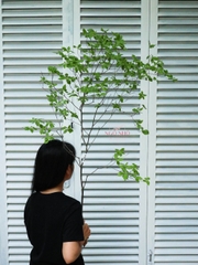 Cành Thạch Nam Nhật Bản