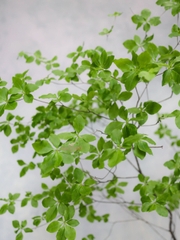 Cành Thạch Nam Nhật Bản