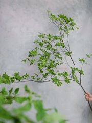 Cành Thạch Nam Nhật Bản