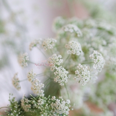 (Hoa Lẻ) Hoa Cà Rốt/ Ren Đà Lạt