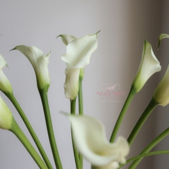(Hoa Lẻ) Hoa Rum/ Calla Lily Giống Hà Lan Đủ Màu