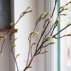 (Hoa Lẻ) Cành Mộc Lan Nhập Khẩu