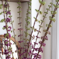 (Hoa Lẻ) Hoa BeautyBerry Tím Nhập Khẩu