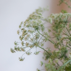 (Hoa Lẻ) Hoa Cà Rốt/ Ren Đà Lạt