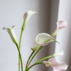 (Hoa Lẻ) Hoa Rum/ Calla Lily Giống Hà Lan Đủ Màu