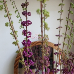 (Hoa Lẻ) Hoa BeautyBerry Tím Nhập Khẩu