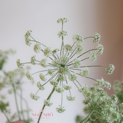 (Hoa Lẻ) Hoa Cà Rốt/ Ren Đà Lạt