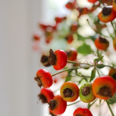 (Hoa Lẻ) Cành Trái Hoa Hồng PumPkin Nhập Khẩu