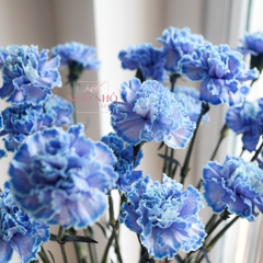 Bó Hoa Cẩm Chướng Xanh Blue Nhập Khẩu