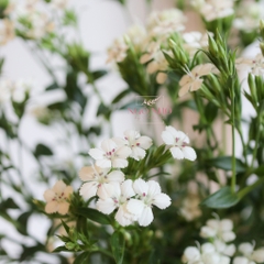 (Hoa Lẻ) Hoa Panse/ Phăng Xê Nhập Khẩu