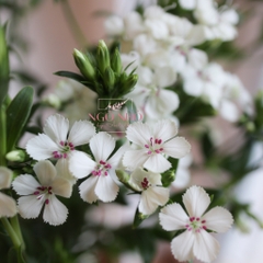 (Hoa Lẻ) Hoa Panse/ Phăng Xê Nhập Khẩu