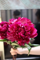 (Hoa Lẻ) Hoa Mẫu Đơn Nhập Khẩu