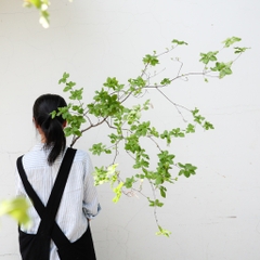 Cành Thạch Nam Nhật Bản