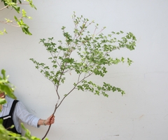 Cành Thạch Nam Nhật Bản