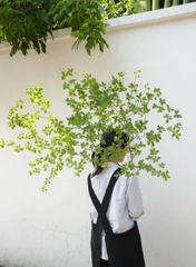 Cành Thạch Nam Nhật Bản