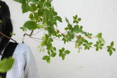 Cành Thạch Nam Nhật Bản