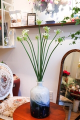 (Hoa Lẻ) Hoa Thiên Nga Mắt Ngọc