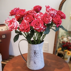 (Hoa Lẻ) Hoa Hồng Kẹo Magic Đà Lạt