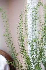 (Hoa Lẻ) Cỏ Đồng Tiền/ Ringbell Đà Lạt