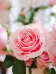 (Hoa Lẻ) Hoa Hồng Baby Lover Thơm Nhẹ Nhàng | Đà Lạt