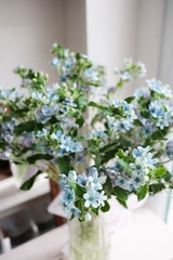 (Hoa Lẻ) Hoa Sao Xanh/ Lam Tinh Nhập Khẩu