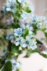 (Hoa Lẻ) Hoa Sao Xanh/ Lam Tinh Nhập Khẩu