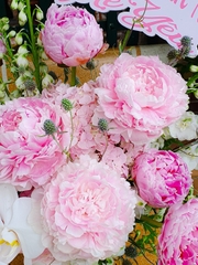 Bình Hoa Mẫu Đơn - Peony/ Peonies 266