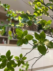 Cành Thạch Nam Nhật Bản