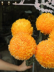 (Hoa lẻ) Hoa Cúc Mẫu Đơn Malaysia