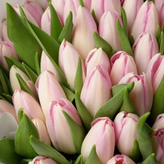 (Hoa Lẻ) Hoa Tulip Hà Lan | Đủ Màu