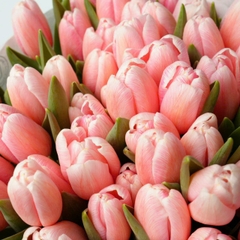 (Hoa Lẻ) Hoa Tulip Hà Lan | Đủ Màu