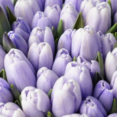 (Hoa Lẻ) Hoa Tulip Hà Lan | Đủ Màu