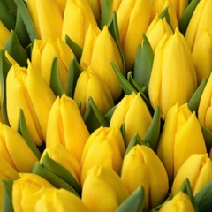 (Hoa Lẻ) Hoa Tulip Hà Lan | Đủ Màu