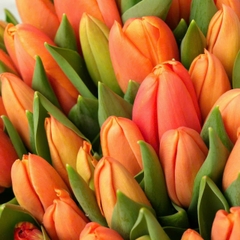 (Hoa Lẻ) Hoa Tulip Hà Lan | Đủ Màu