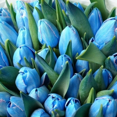 (Hoa Lẻ) Hoa Tulip Hà Lan | Đủ Màu