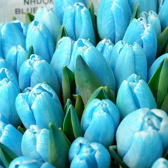 (Hoa Lẻ) Hoa Tulip Hà Lan | Đủ Màu