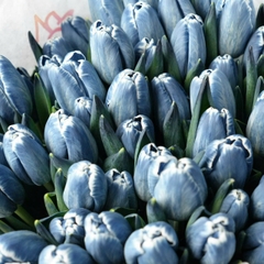 (Hoa Lẻ) Hoa Tulip Hà Lan | Đủ Màu