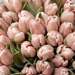 (Hoa Lẻ) Hoa Tulip Hà Lan | Đủ Màu