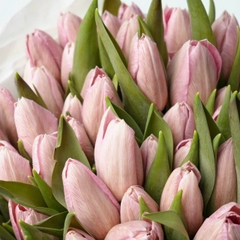 (Hoa Lẻ) Hoa Tulip Hà Lan | Đủ Màu