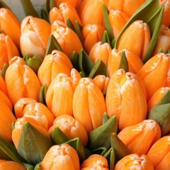 (Hoa Lẻ) Hoa Tulip Hà Lan | Đủ Màu