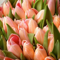(Hoa Lẻ) Hoa Tulip Hà Lan | Đủ Màu