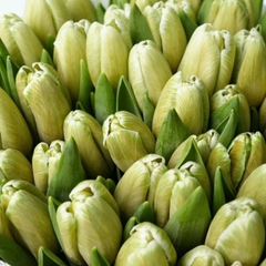 (Hoa Lẻ) Hoa Tulip Hà Lan | Đủ Màu