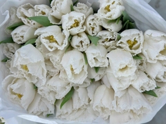 (Hoa Lẻ) Hoa Tulip Hà Lan | Đủ Màu