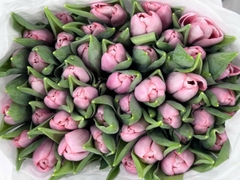 (Hoa Lẻ) Hoa Tulip Hà Lan | Đủ Màu